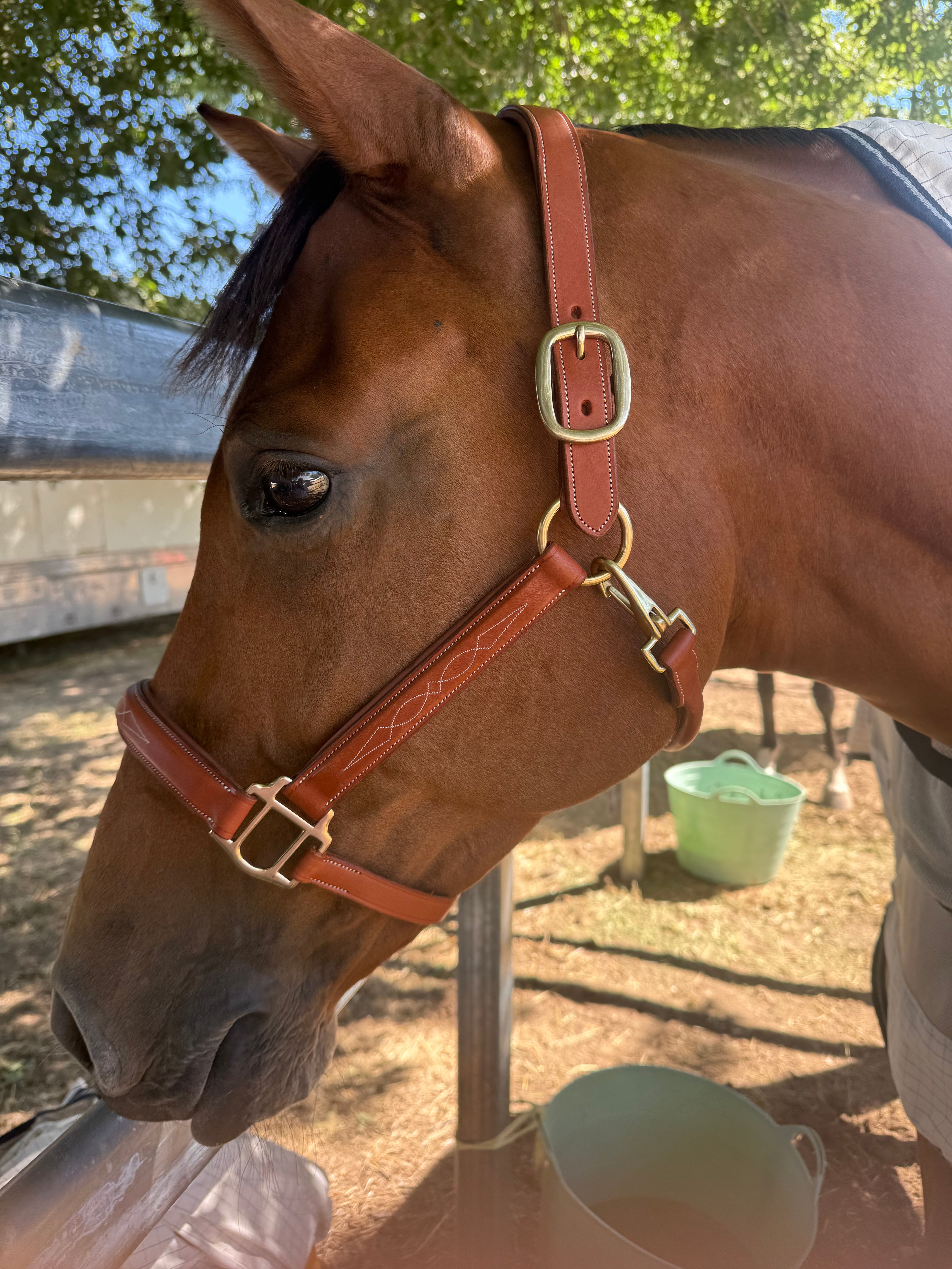 Leather Halter (Fancy Stitch)