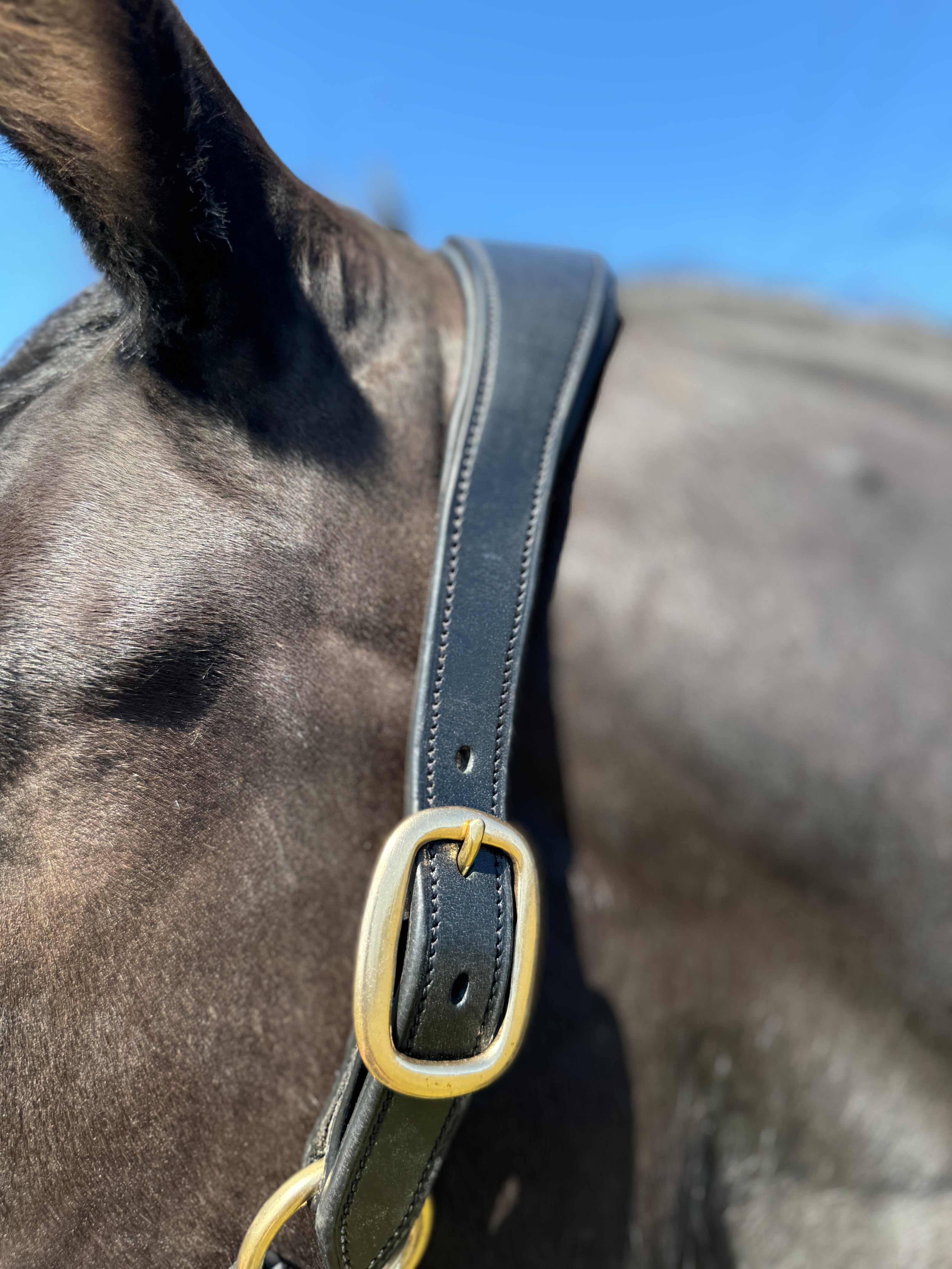 Rope Nose Leather Halter