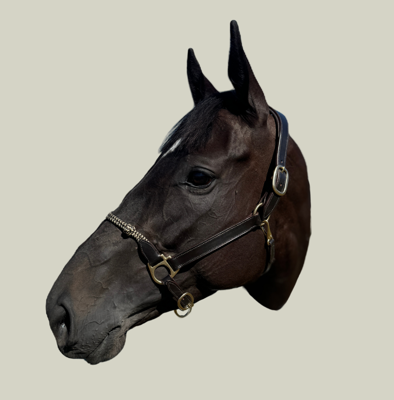 Rope Nose Leather Halter