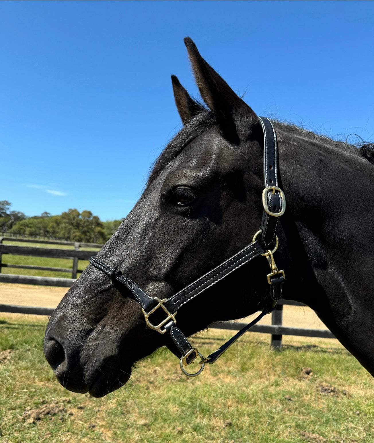 Rope Nose Leather Halter