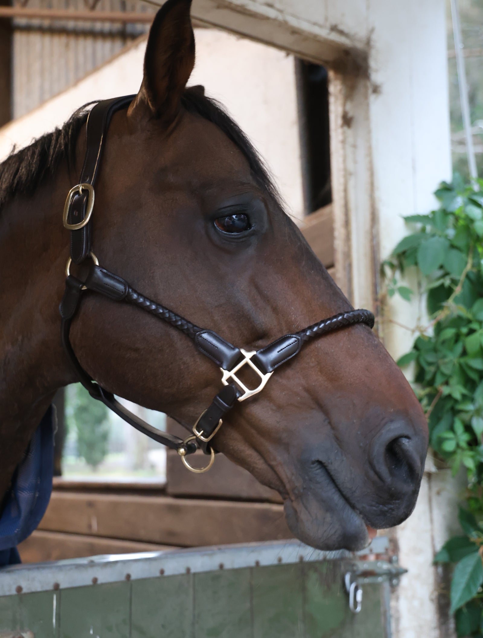 Leather Halter (Braided)