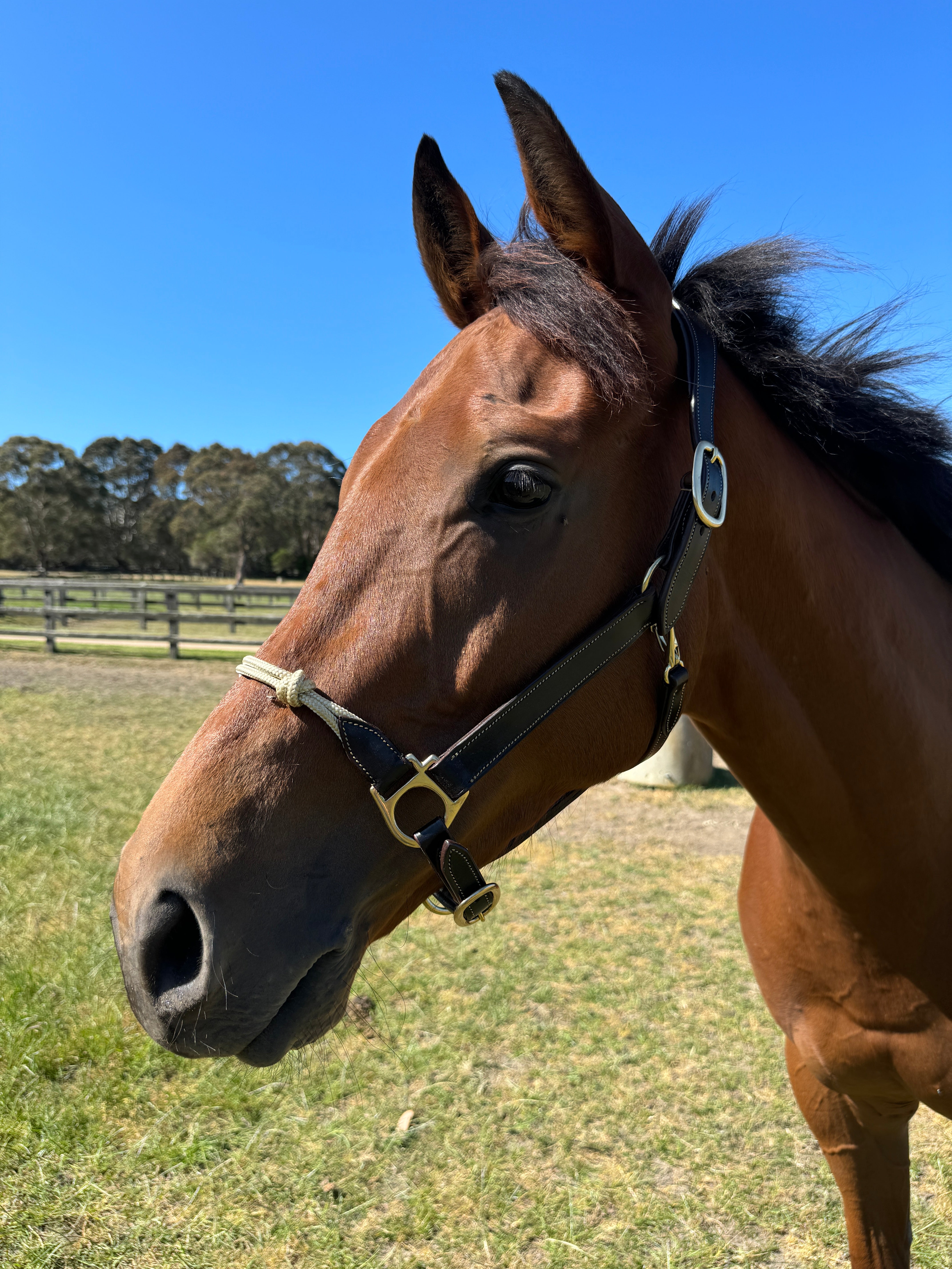 Rope Nose Leather Halter