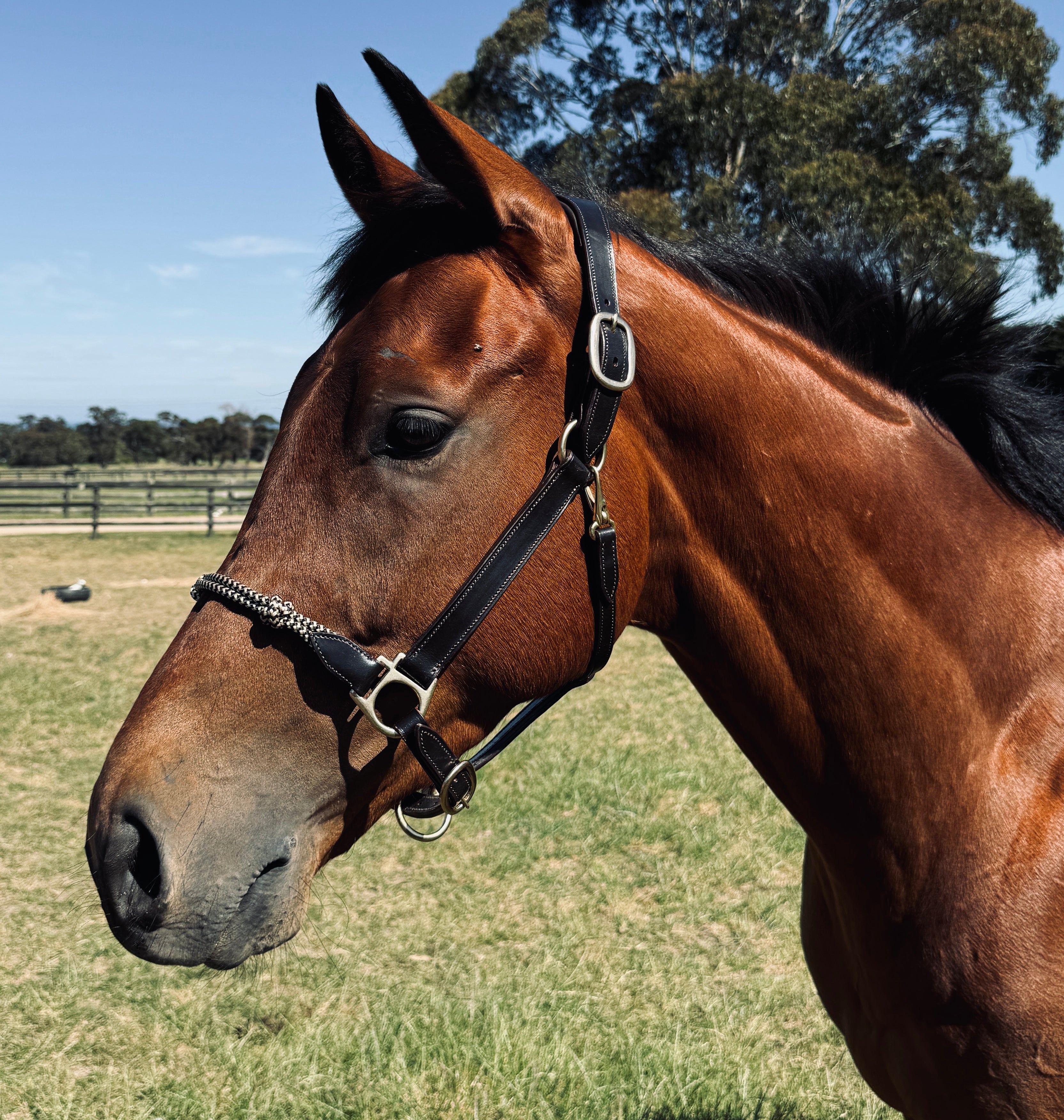 Rope Nose Leather Halter